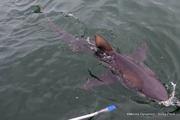 Bronze Whaler Shark, South Africa