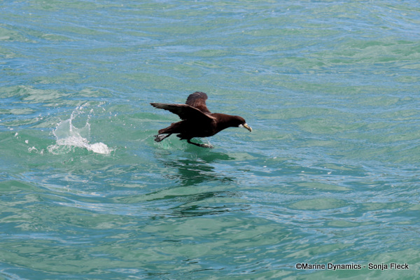 White Chinned Petrel, South Africa