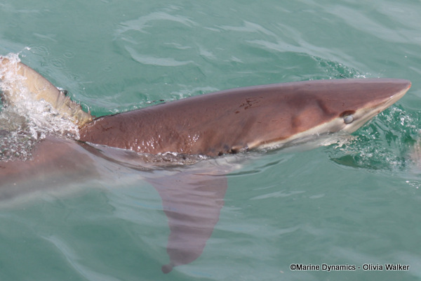 Bronze Whaler shark, South Africa