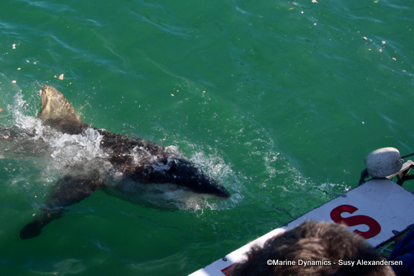 Bronze whaler shark, South Africa