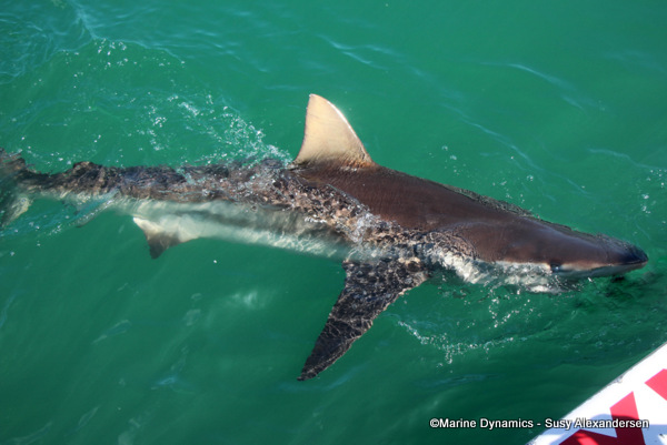 Bronze whaler shark, South Africa