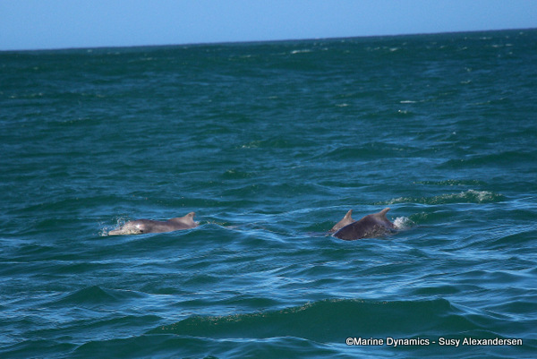 Indian Ocean Humpback Dolphin, South Africa