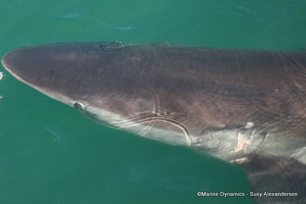 Bronze whaler shark, South Africa