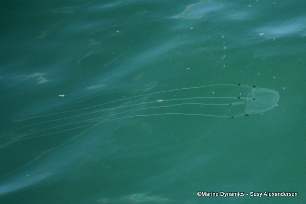 Box Jellyfish, South Africa