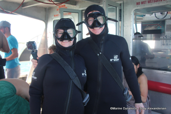 shark cage diving, South Africa