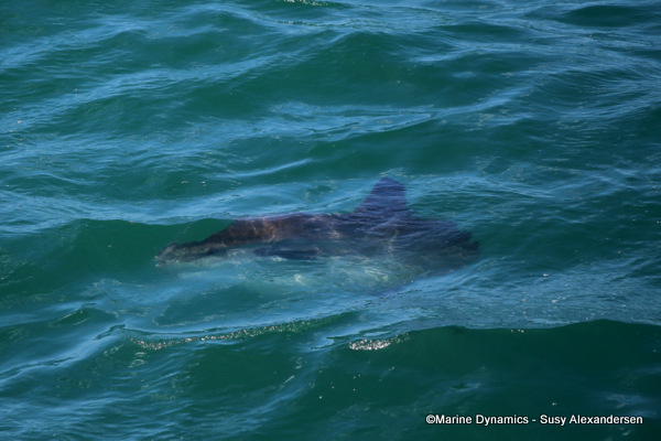Mola Mola, South Africa