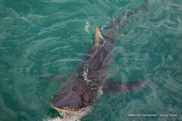 Bronze Whaler Shark, South Africa