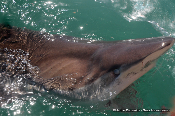 Bronze whaler shark, South Africa
