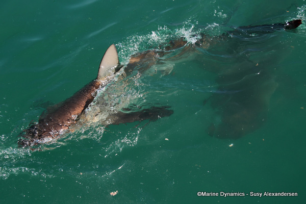 Bronze whaler shark, South Africa