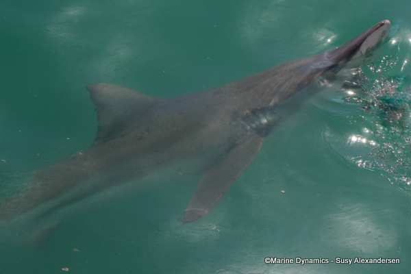 Bronze whaler shark, South Africa