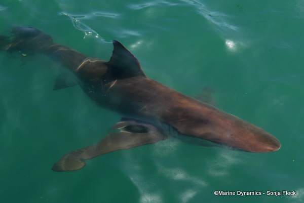 Bronze whaler shark, South Africa