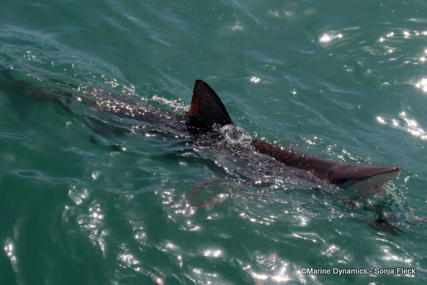 Bronze whaler shark, South Africa