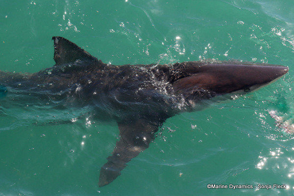 Bronze whaler shark, South Africa