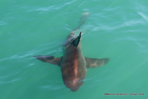 Bronze whaler shark, South Africa