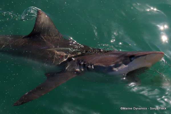 Bronze whaler shark, South Africa