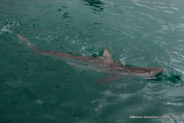 Bronze whaler shark, South Africa
