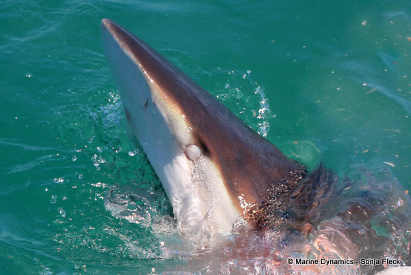 Bronze whaler Shark, South Africa