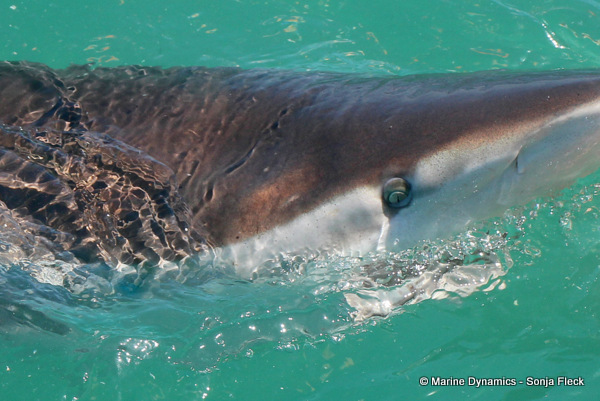 Bronze whaler Shark, South Africa