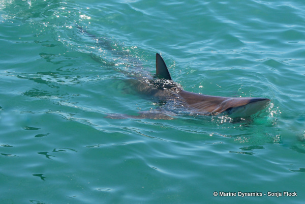 Bronze whaler Shark, South Africa