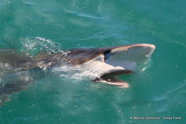 Bronze whaler Shark, South Africa