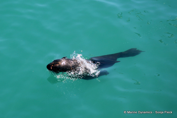 Cape fur seal, South Africa