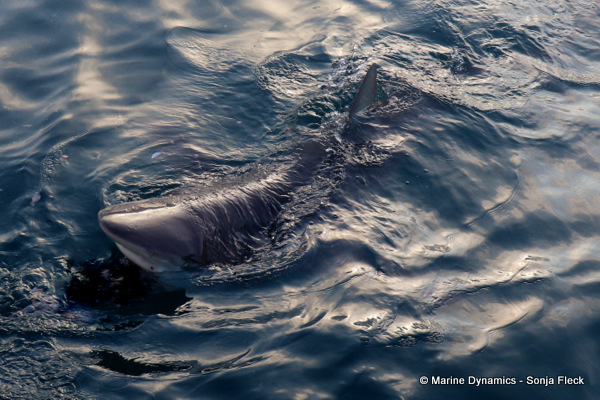Bronze whaler Shark, South Africa
