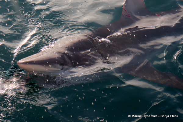 Bronze whaler Shark, South Africa
