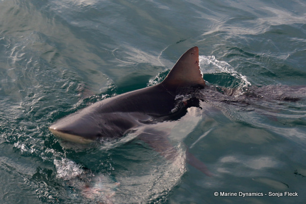 Bronze whaler Shark, South Africa