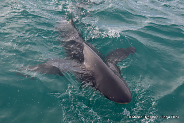 Bronze whaler Shark, South Africa