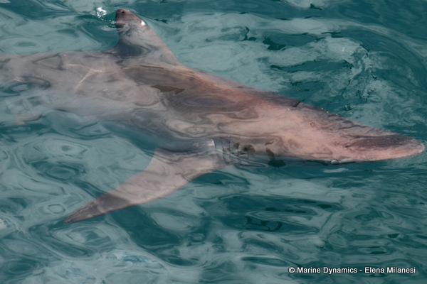 Bronze whaler shark, South Africa