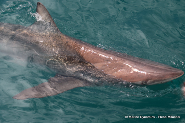 Bronze whaler shark, South Africa
