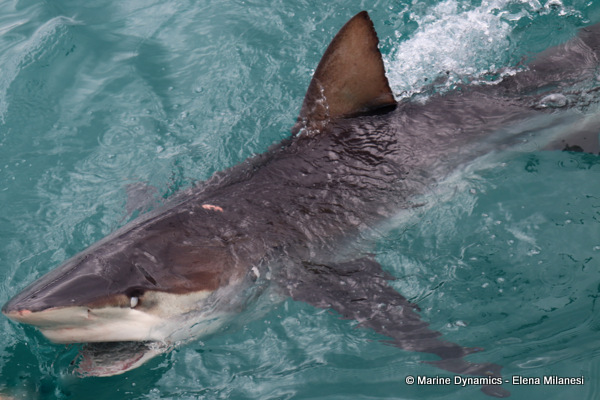 Bronze whaler shark, South Africa