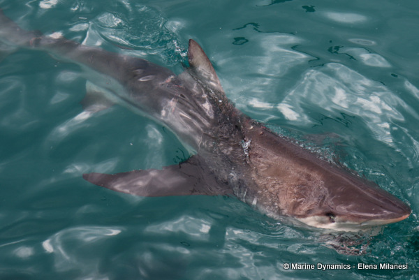 Bronze whaler shark, South Africa