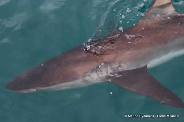 Bronze whaler shark, South Africa