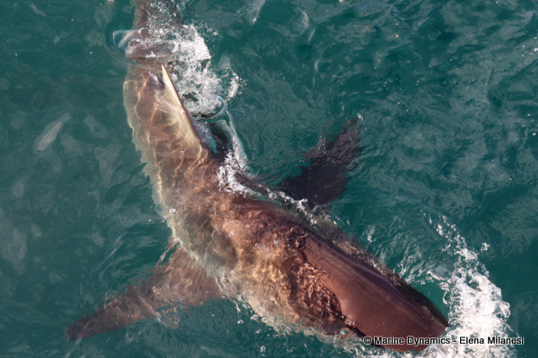 Bronze whaler shark, South Africa 