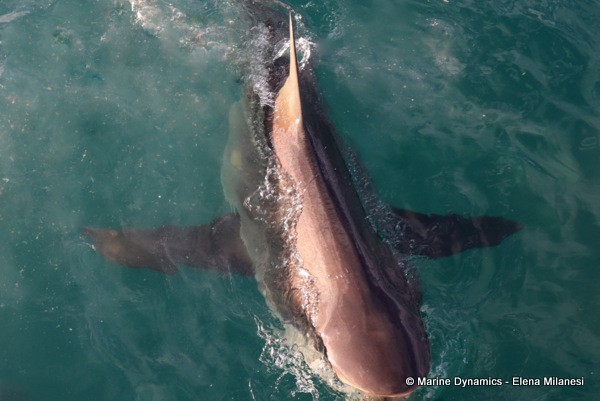 Bronze whaler shark, South Africa 