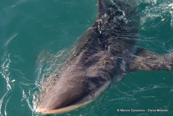 Bronze whaler shark, South Africa