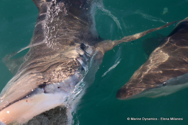Bronze whaler shark, South Africa