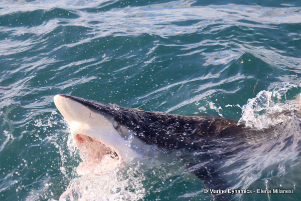 Bronze whaler shark, South Africa 