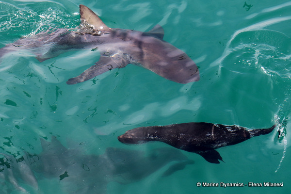Bronze whaler shark and Cape Fur Seal, South Africa 