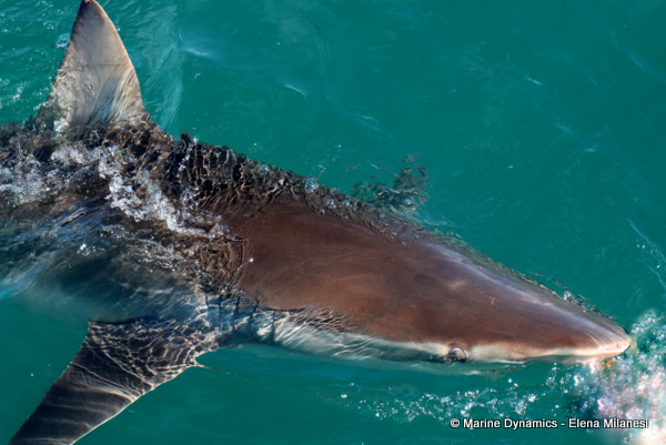 Bronze Whaler shark, South Africa