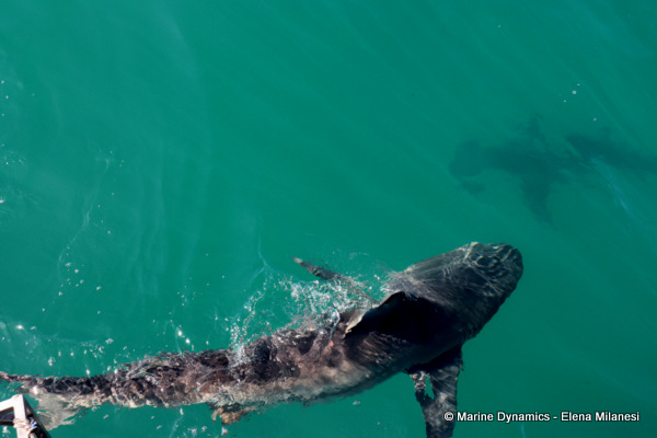 Bronze whaler shark, South Africa