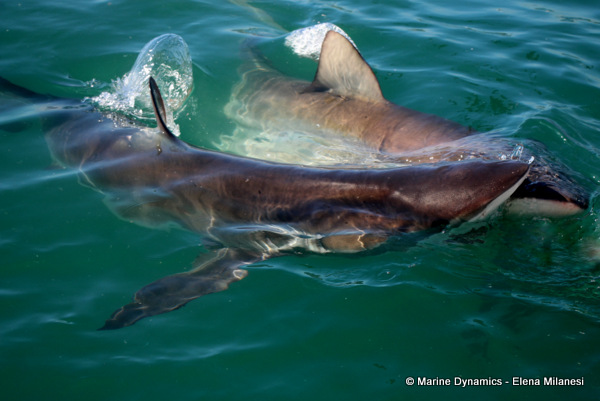 Bronze Whaler shark, South Africa