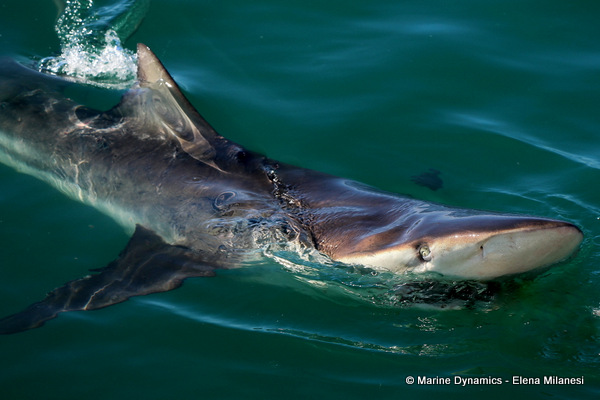 Bronze Whaler shark, South Africa