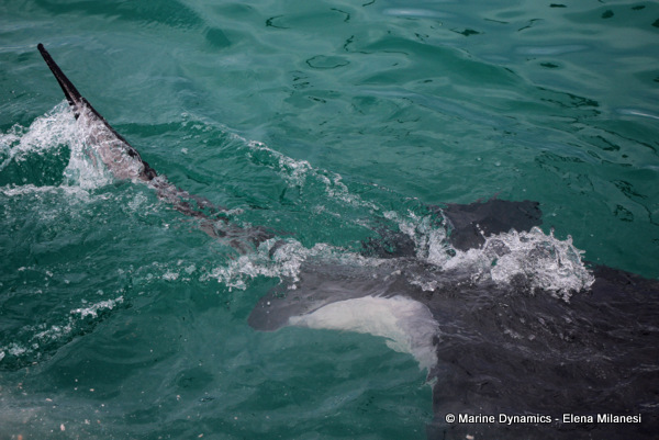 Short-tail stingray, South Africa 