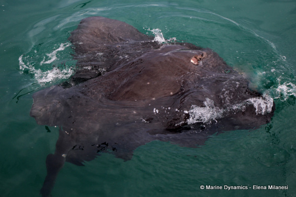Short-tail stingray, South Africa