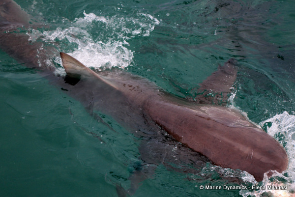 Bronze whaler shark, South Africa 