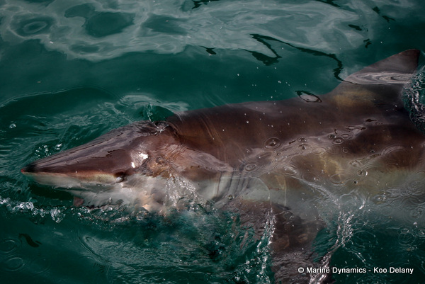 Bronze whaler shark, South Africa 
