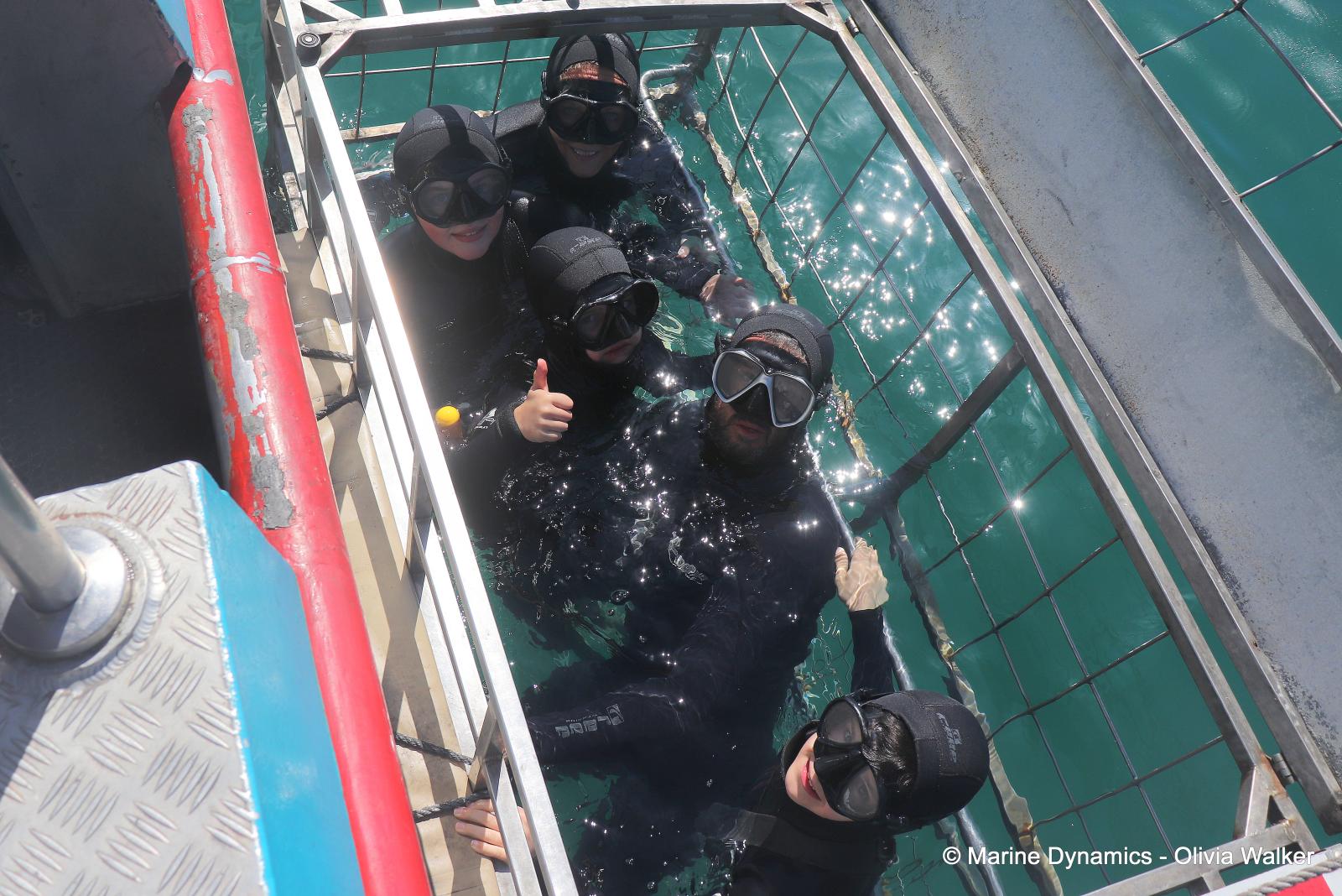 shark cage diving, South Africa