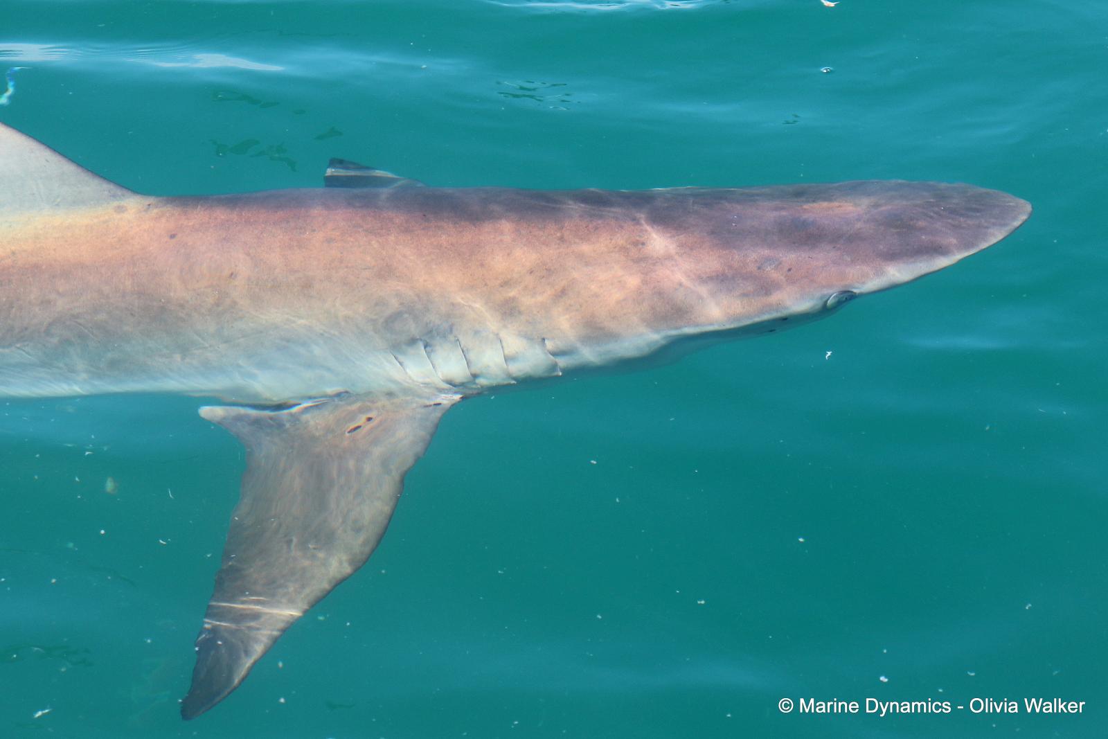 Bronze Whaler shark, South Africa